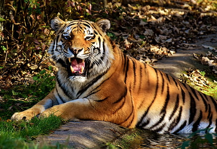 bengal tiger thumbnail