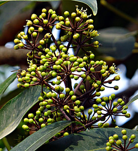 Heptapleurum Venulosum, Schefflera Vine thumbnail