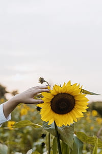 person holding sunflower thumbnail