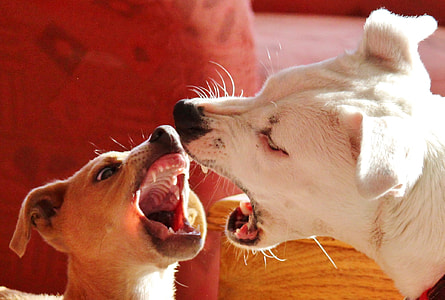 two fighting dogs thumbnail