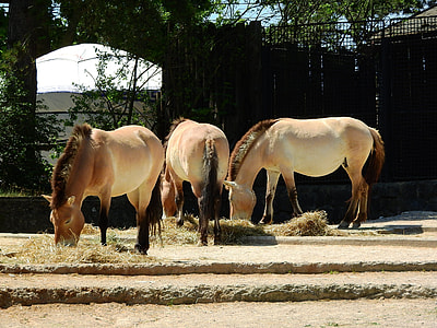 Przewalski'S Horse, Equus Przewalskii thumbnail