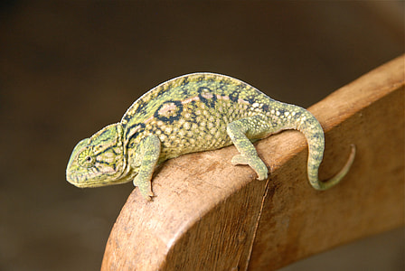 green iguana on brown wooden surface thumbnail