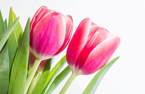 selective focus photography of pink tulip flowers thumbnail