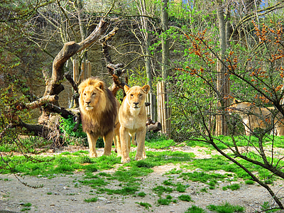 lion and lioness near at forest trees thumbnail