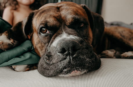 brindle boxer dog lying on gray surface thumbnail
