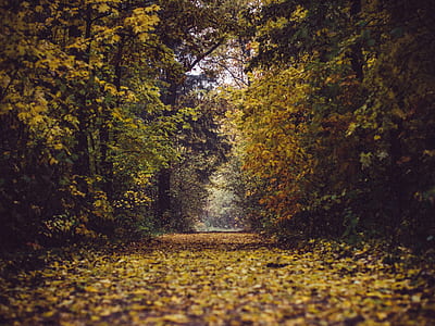 forest trees at daytime thumbnail