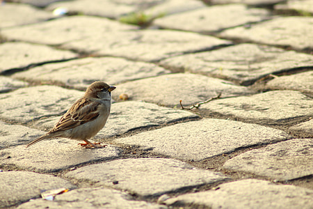 shallow focus photography of brown bird thumbnail