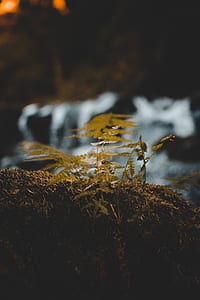 selective focus photography of fern plants thumbnail