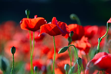 shallow focus photography of red flowers thumbnail
