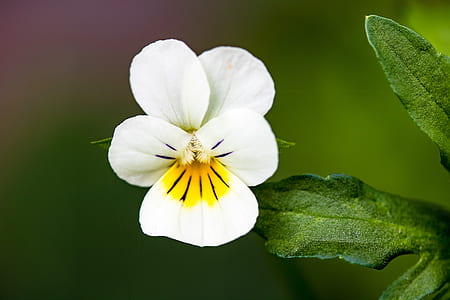 selective focus photography of white and yellow pansy flower thumbnail
