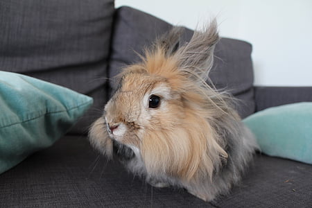 brown guinea pig on black sofa thumbnail