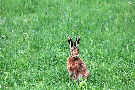 rabbit on the green field thumbnail