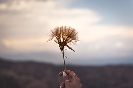 person holding dandelion thumbnail