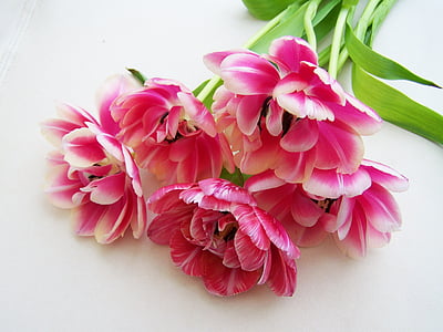 pink-and-white petaled flowers on white surface thumbnail