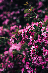 Lovely pink flowers blooming from the tree branches thumbnail