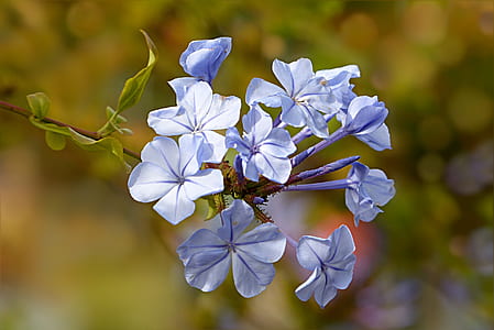 shallow focus photography of blue flowers thumbnail