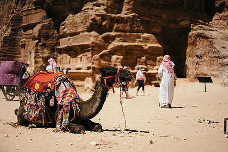 shallow focus photography of camel during daytime thumbnail