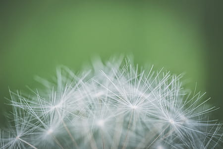Focus Photography of Withered Dandelion thumbnail