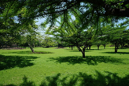 green leafed trees on grass field thumbnail