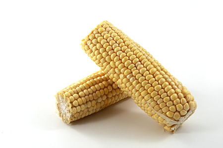 two yellow corn cubs thumbnail