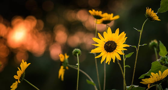 bokeh shot of sunflowers thumbnail