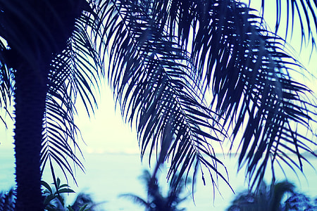 close up photo of palm tree thumbnail