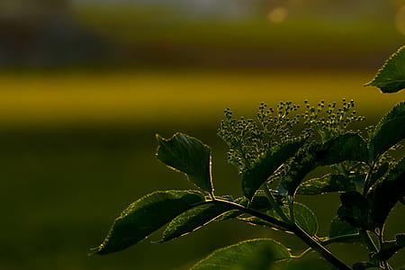 green leafed plant during daytime thumbnail