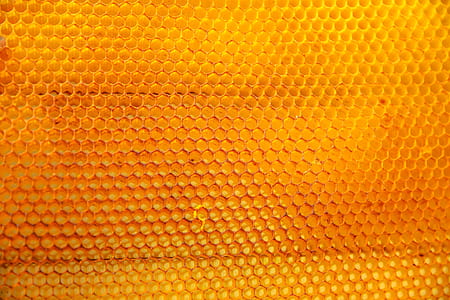 yellow, nature, bees, honey thumbnail