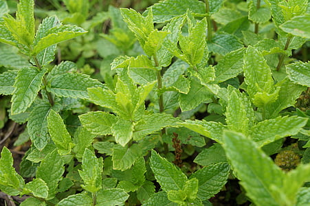 green plant leaf thumbnail