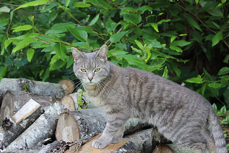 gray tabby cat thumbnail