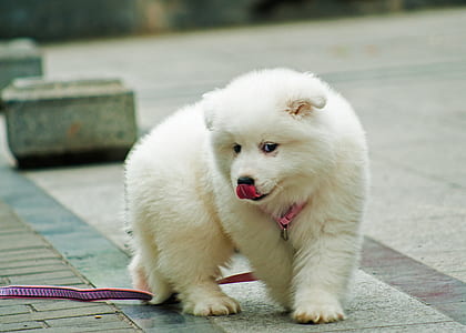 white Samoyed puppy walking on concrete pavement during daytime thumbnail