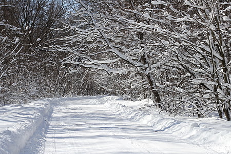 forest path covered with snow surrounded by trees thumbnail
