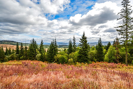 photography of green leafed trees thumbnail