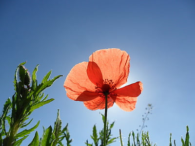 close-up photography of orange petaled flowers under blue sky thumbnail