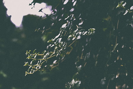 close-up photo of green leafed plant thumbnail