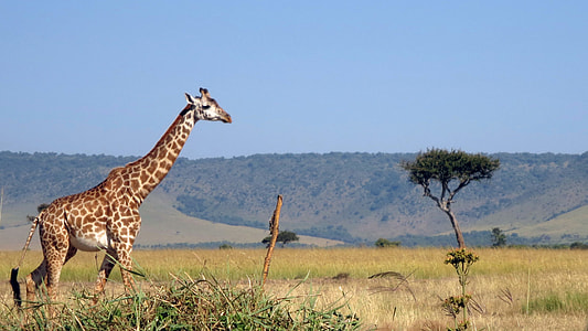 giraffe walking near tree thumbnail