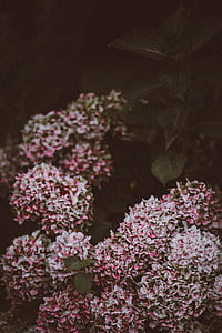 selective focus photography of pink petaled flowers thumbnail