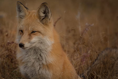 fox, animal, mammal, red fox thumbnail