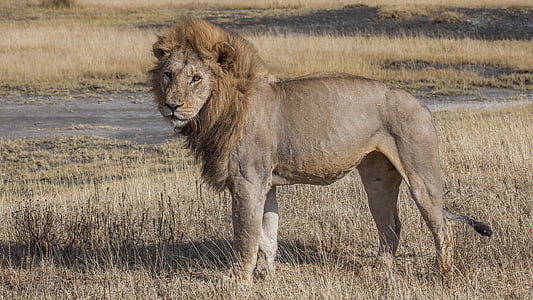 lion on brown grass during daytime thumbnail