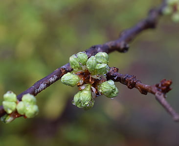 selective focus photography of green leafed tree thumbnail
