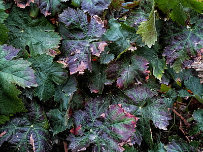 flat lay photography of green and purple leafed plant thumbnail