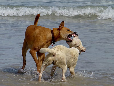 two brown and white dogs playing on seashore thumbnail