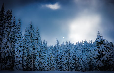 snow-covered pine trees thumbnail