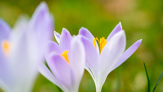 white-and-purple flowers thumbnail