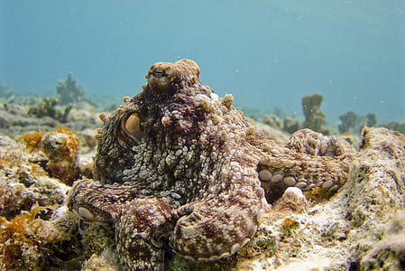 brown coral reef under sea thumbnail