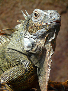 close up photography of gray iguana thumbnail