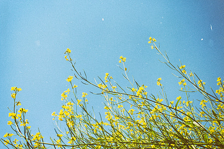 yellow flowers during daytime thumbnail