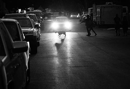 Monochrome Photo of Person Holding Dog Leash thumbnail