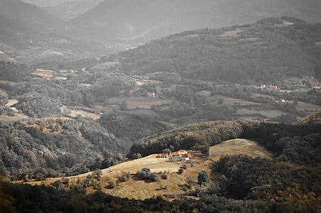 bird's eye view photo of green leafed trees thumbnail