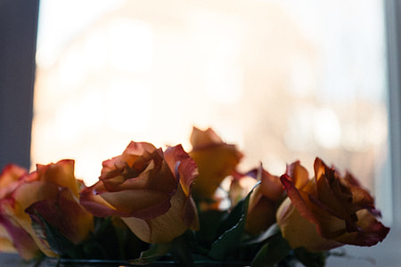 Roses underexposed thumbnail